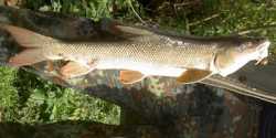 2004 Barbe Rg